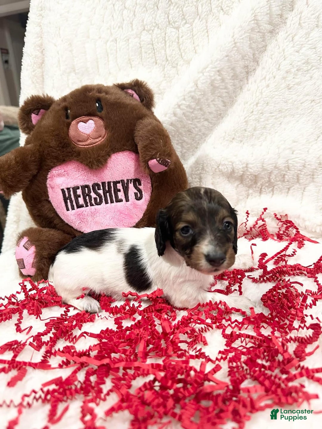 Miniature Dachshund dogs for sale: Miniature Dachshund Puppy 1 - Ad 2