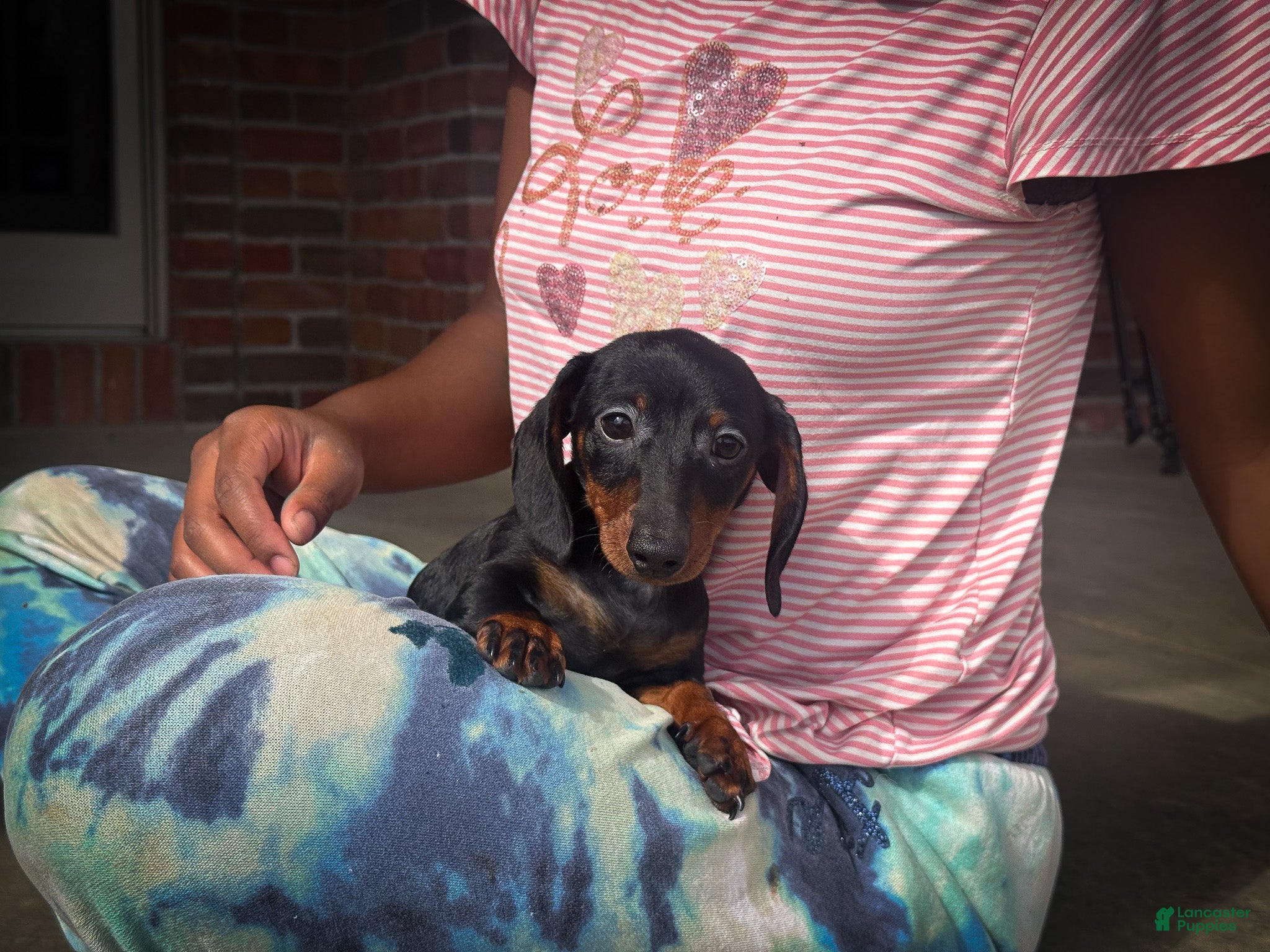 Miniature Dachshund dogs Gus - Ad 1