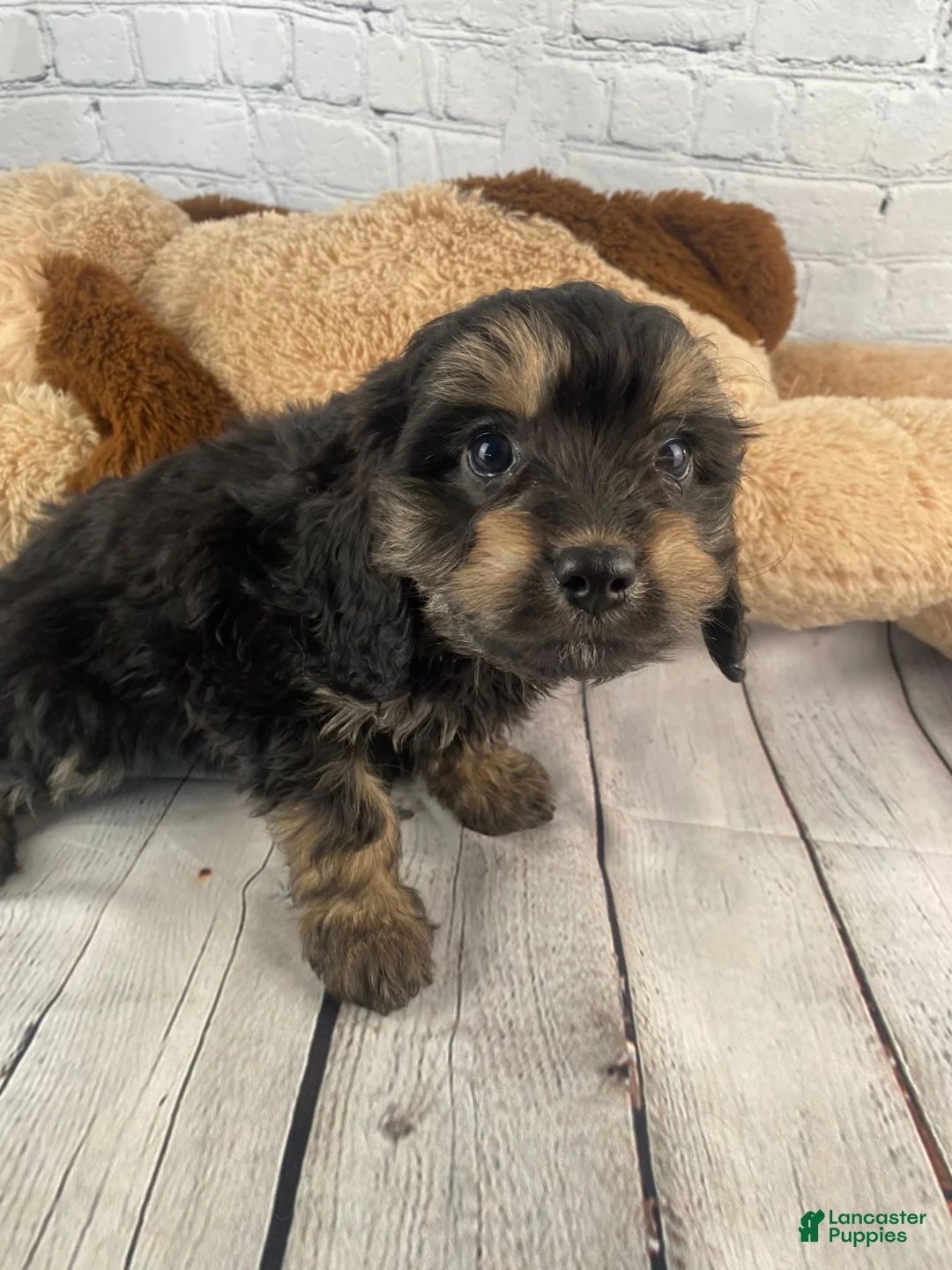 Cavapoo dogs for sale: Nicko - Ad 1