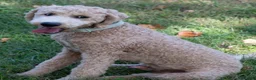 Goldendoodle dogs for sale: Buddy - Ad 4
