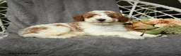 Goldendoodle dogs for sale: Hector - Ad 3
