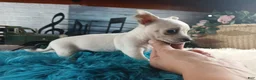 Chihuahua dogs for sale: Haleys white boy. Hand Delivery  - Ad 3
