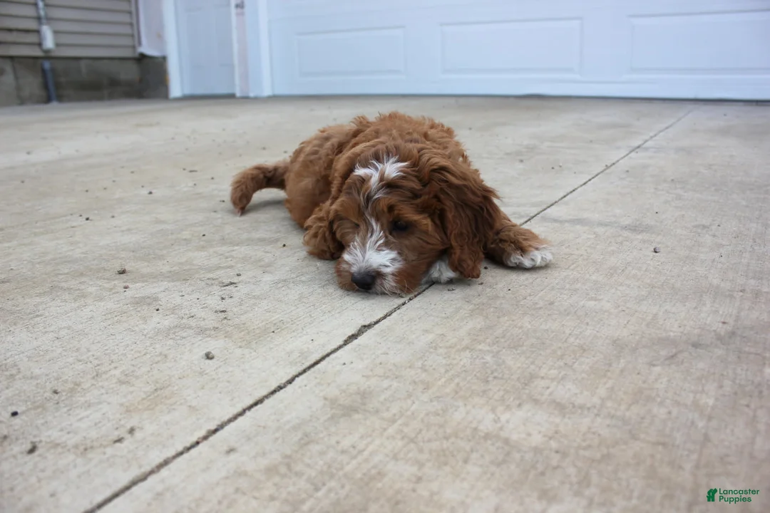 Cavapoo dogs for sale: Poppy - Ad 1