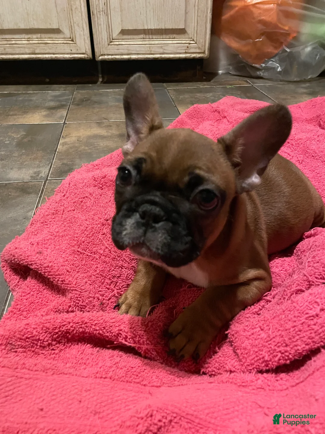 French Bulldog dogs for sale: Chase - Ad 5