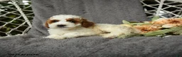 Goldendoodle dogs for sale: Gerldine - Ad 3