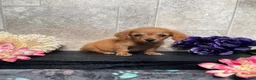 Miniature Dachshund dogs for sale: Skipper - Ad 5