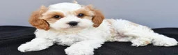 Cavapoo dogs for sale: Nash - Ad 3