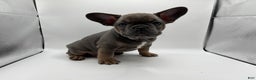 French Bulldog dogs for sale: French Bulldog Puppy 1 - Ad 4