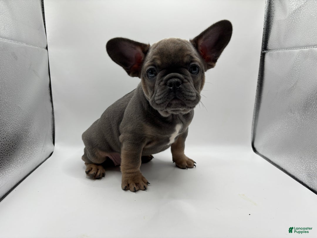 French Bulldog dogs for sale: French Bulldog Puppy 1 - Ad 4