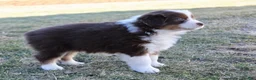 Australian Shepherd dogs for sale: Biggs - Ad 6