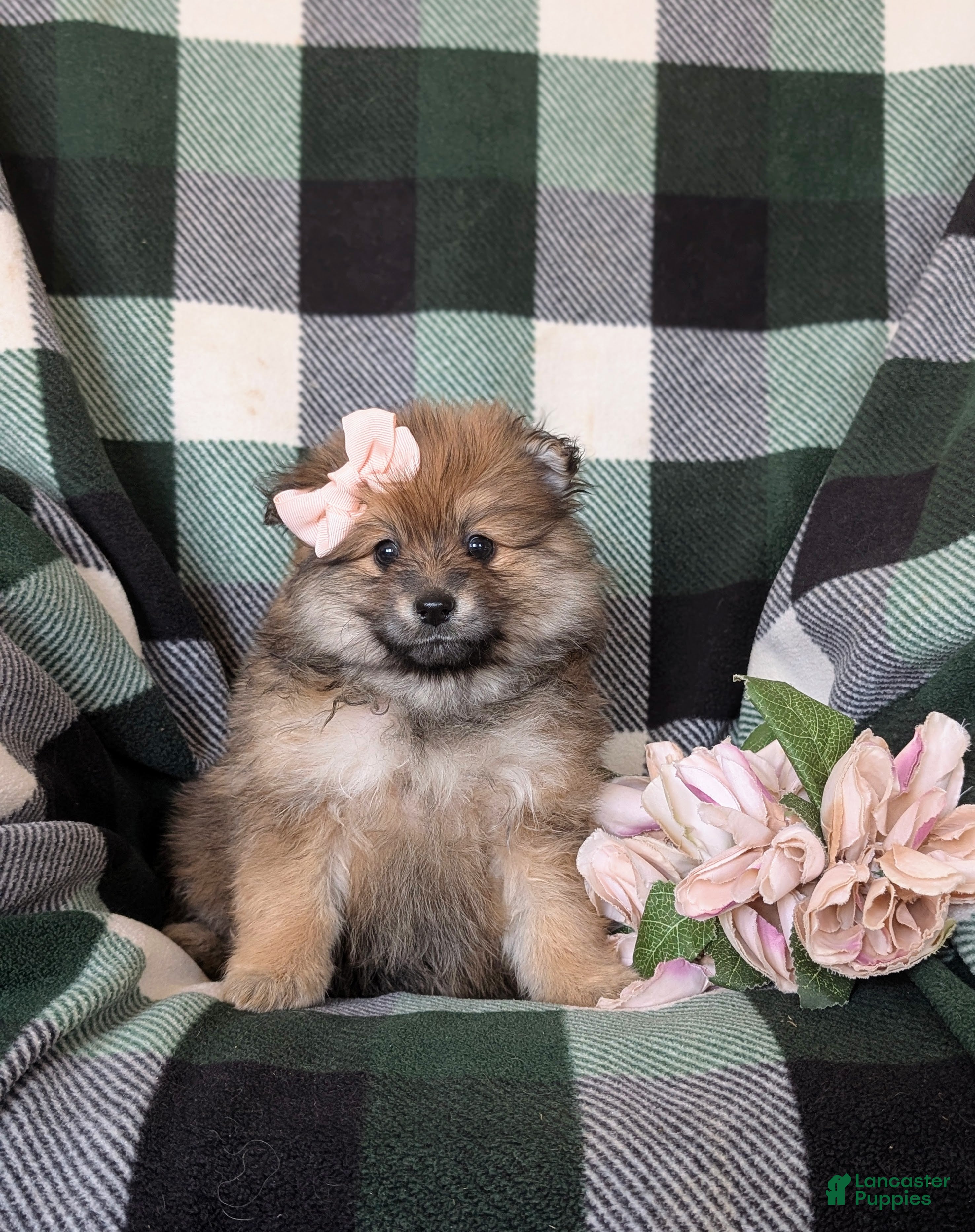 Pomeranian dogs Jennalyn - Ad 2