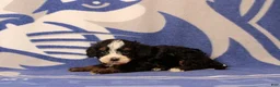 Mini Bernedoodle dogs for sale: Ensley - Ad 4