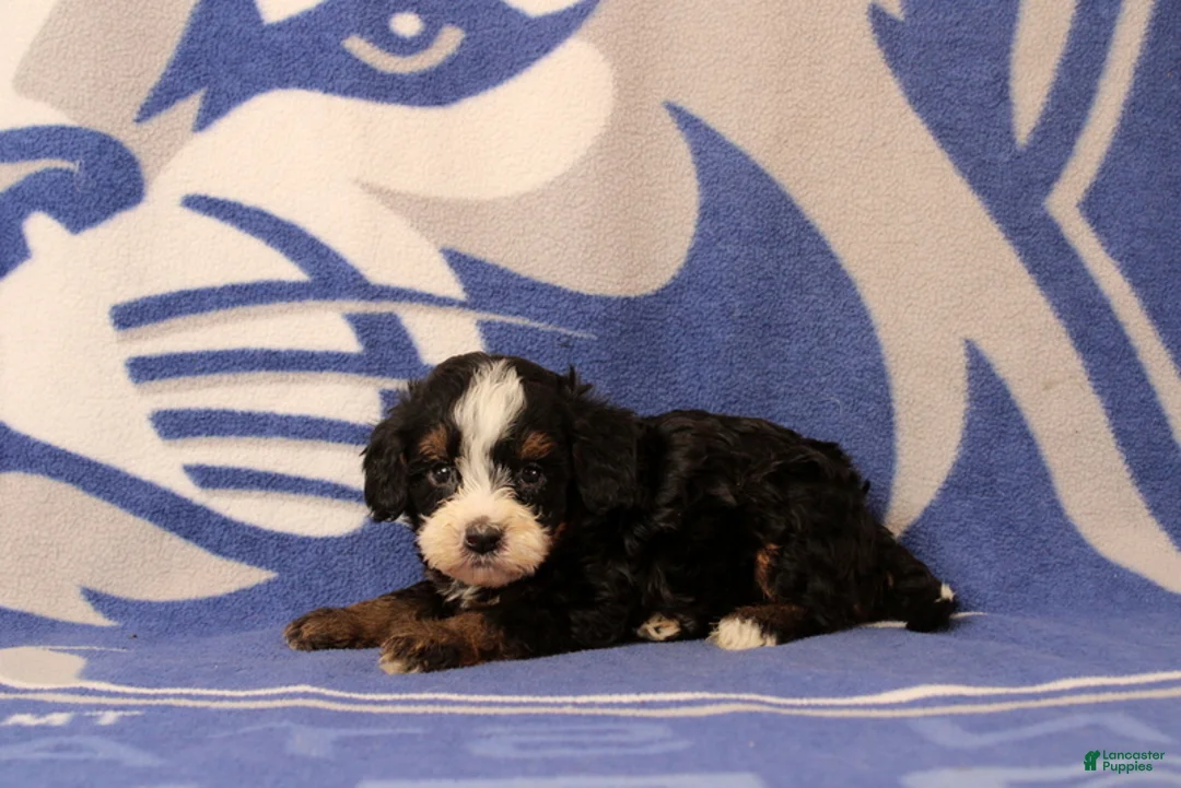 Mini Bernedoodle dogs for sale: Ensley - Ad 4
