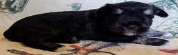 Miniature Schnauzer dogs for sale: Girl 2 - Ad 9