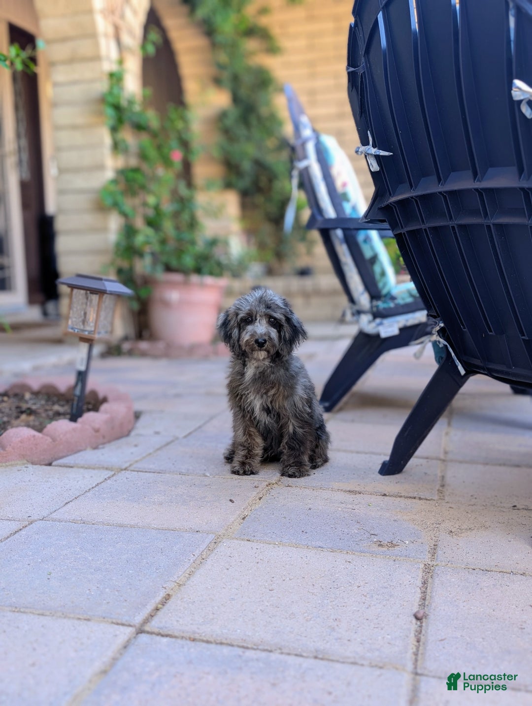 Miniature Poodle dogs for sale: Merlin - Ad 3