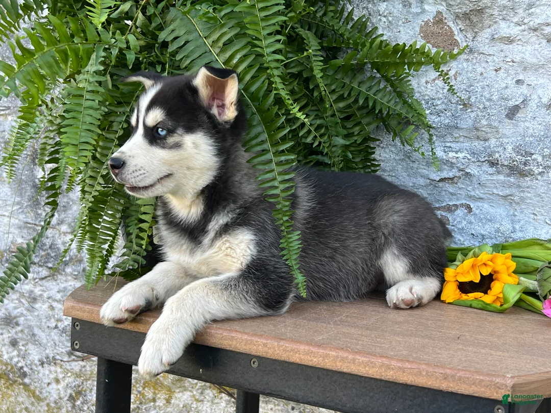 Pomsky dogs for sale: Carter - Ad 2