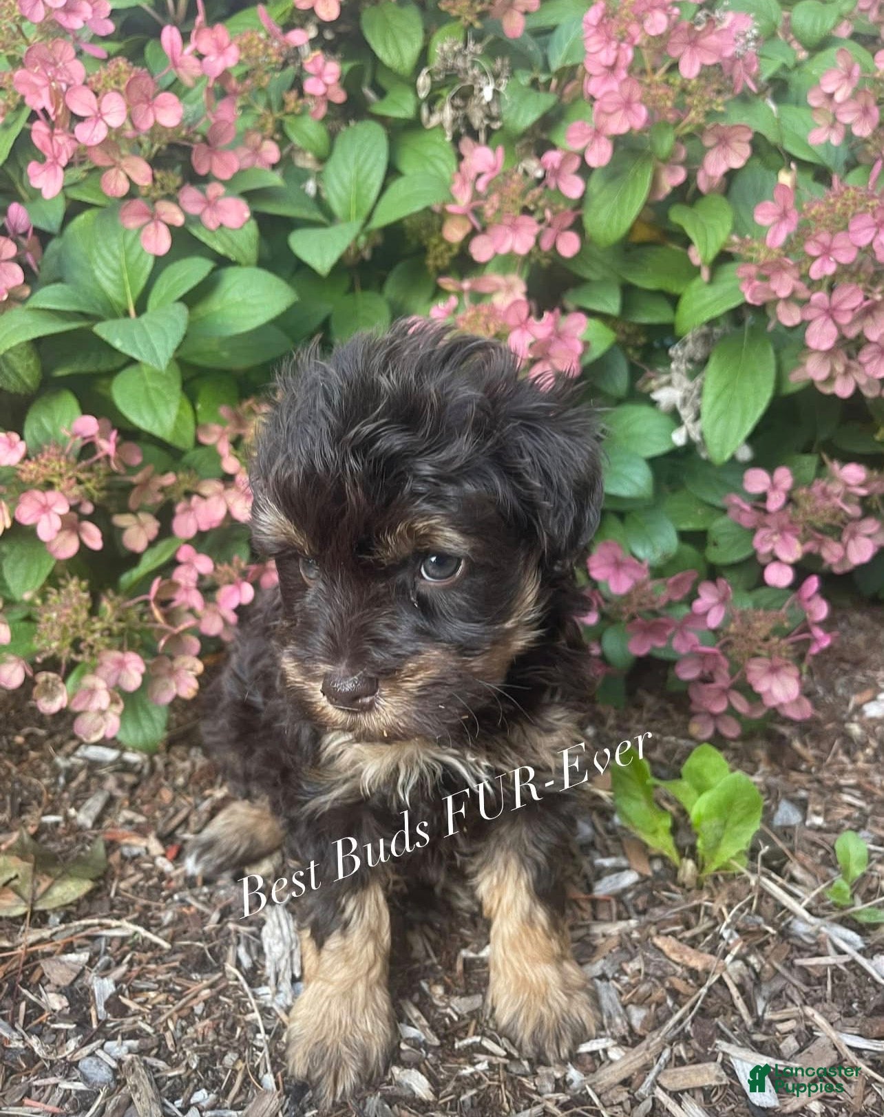 Miniature Schnauzer dogs Miniature Schnauzer 4 - Ad 1