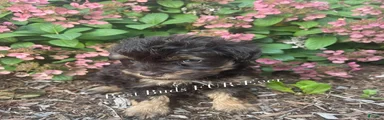 Miniature Schnauzer 4
