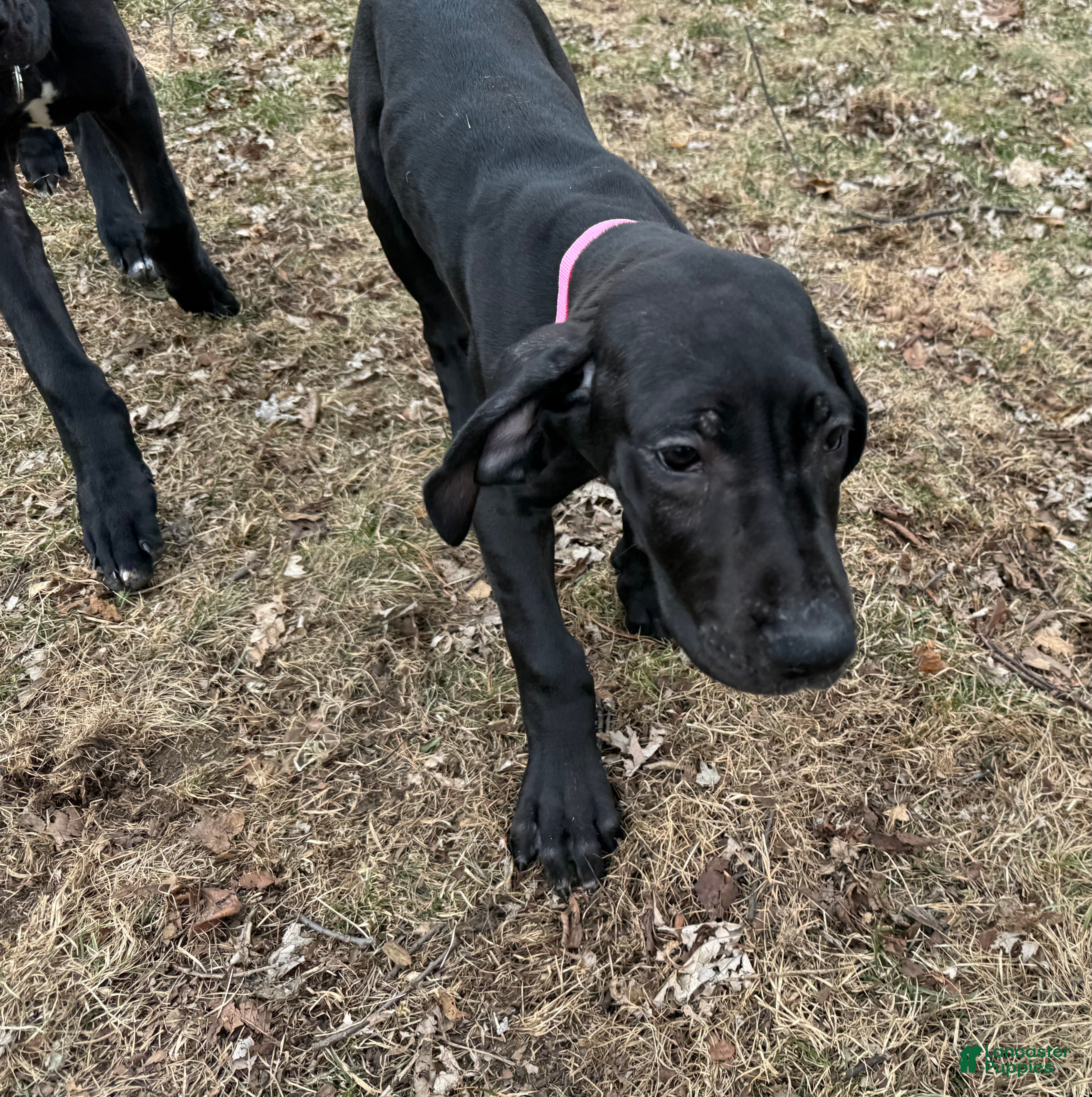 Great Dane dogs Galinda - Ad 35