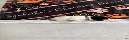 Basset Hound dogs for sale: Basset Hound 8 - Ad 3