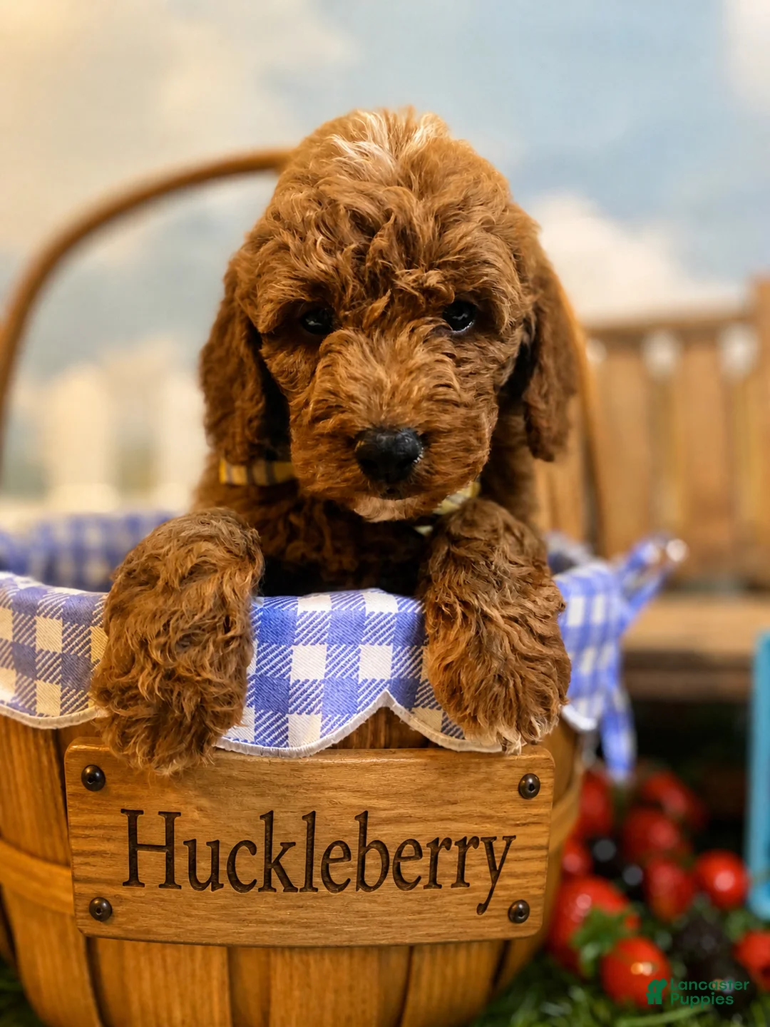 Mini Goldendoodle dogs for sale: Huckleberry - Ad 1