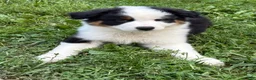 Australian Shepherd dogs for sale: Bandit - Ad 5