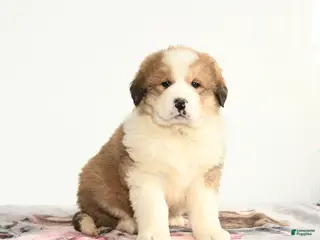 Mixed Breed dogs Mr Polite - Ad 18