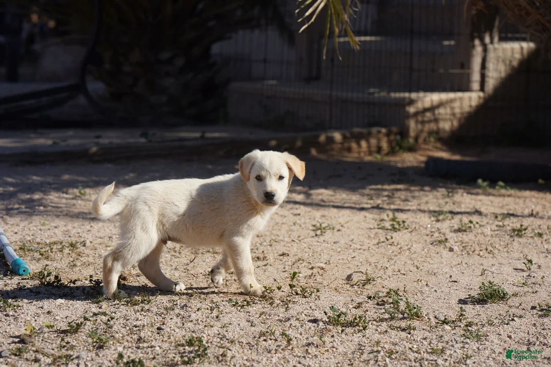 Mixed Breed dogs for sale: Toes M Lorek - Ad 13