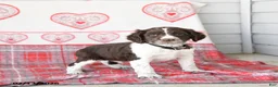 English Springer Spaniel dogs for sale: Dodger - Ad 1