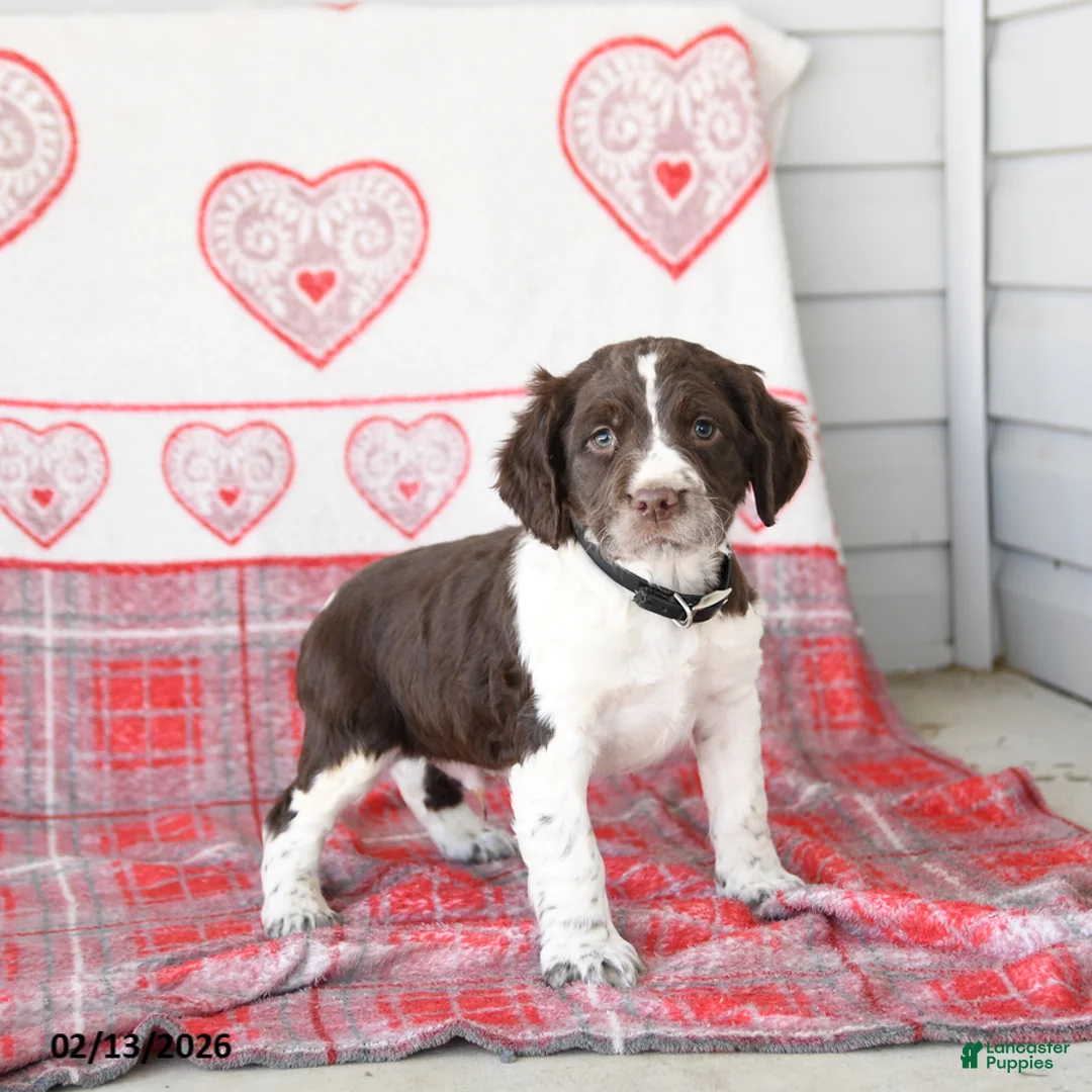 English Springer Spaniel dogs for sale: Dodger - Ad 1