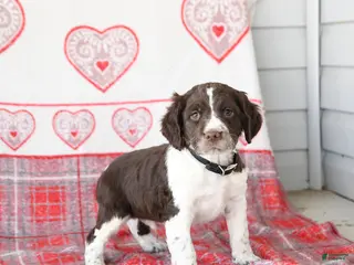 English Springer Spaniel dogs Dodger - Ad 8