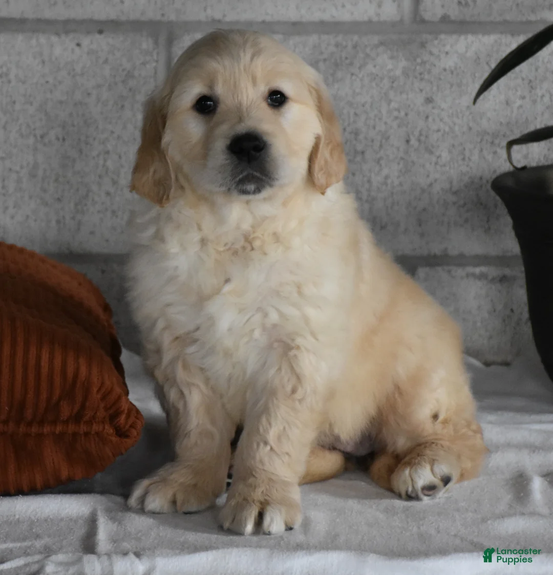 Golden Retriever dogs for sale: Harley  Genetic/OFA - Ad 19