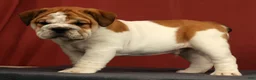 English Bulldog dogs for sale: Captain - Ad 9