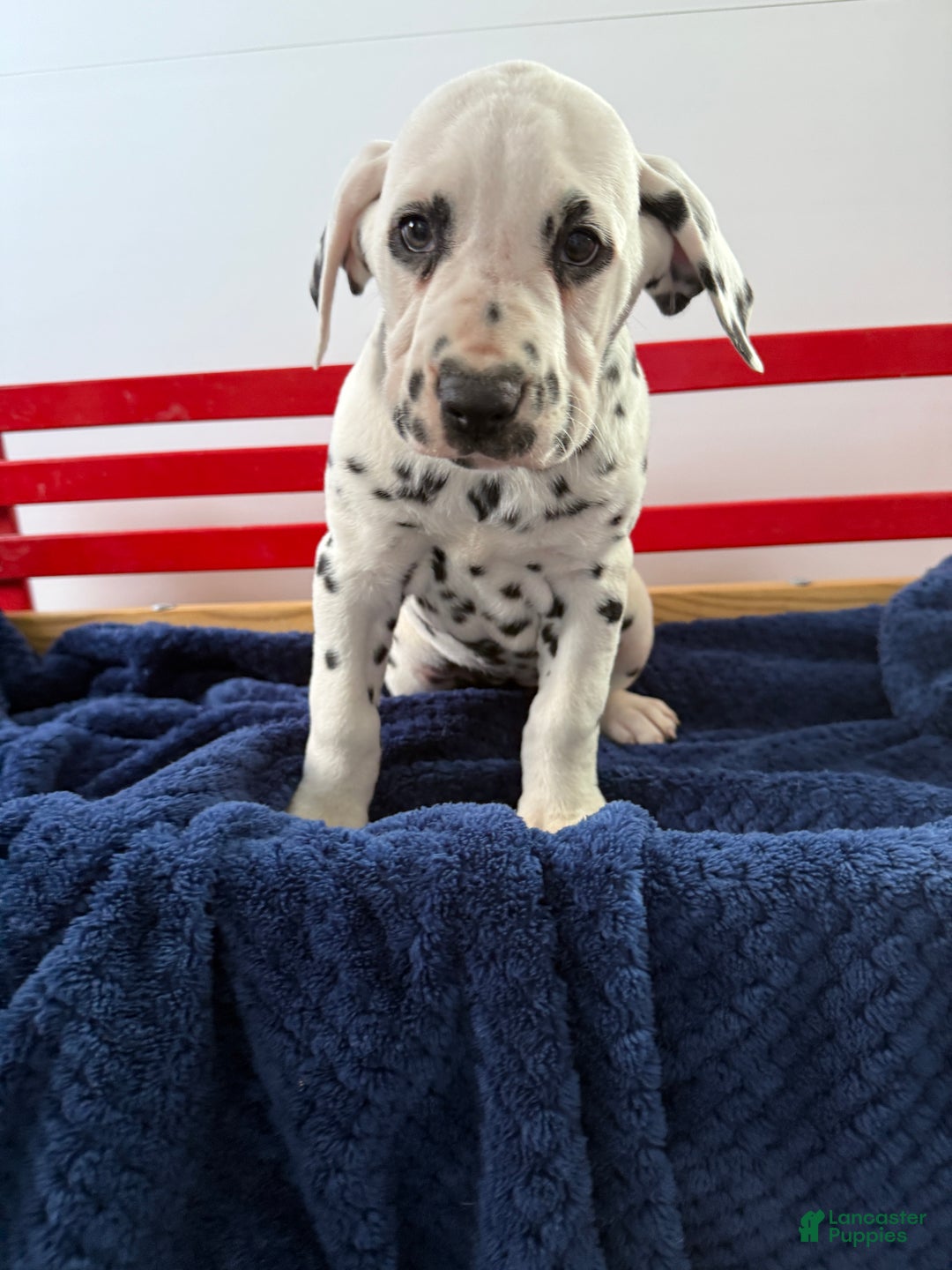 Dalmatian dogs for sale: Trinity - Ad 4
