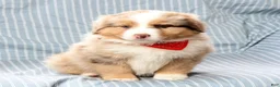 Australian Shepherd dogs for sale: Jayce - Ad 4