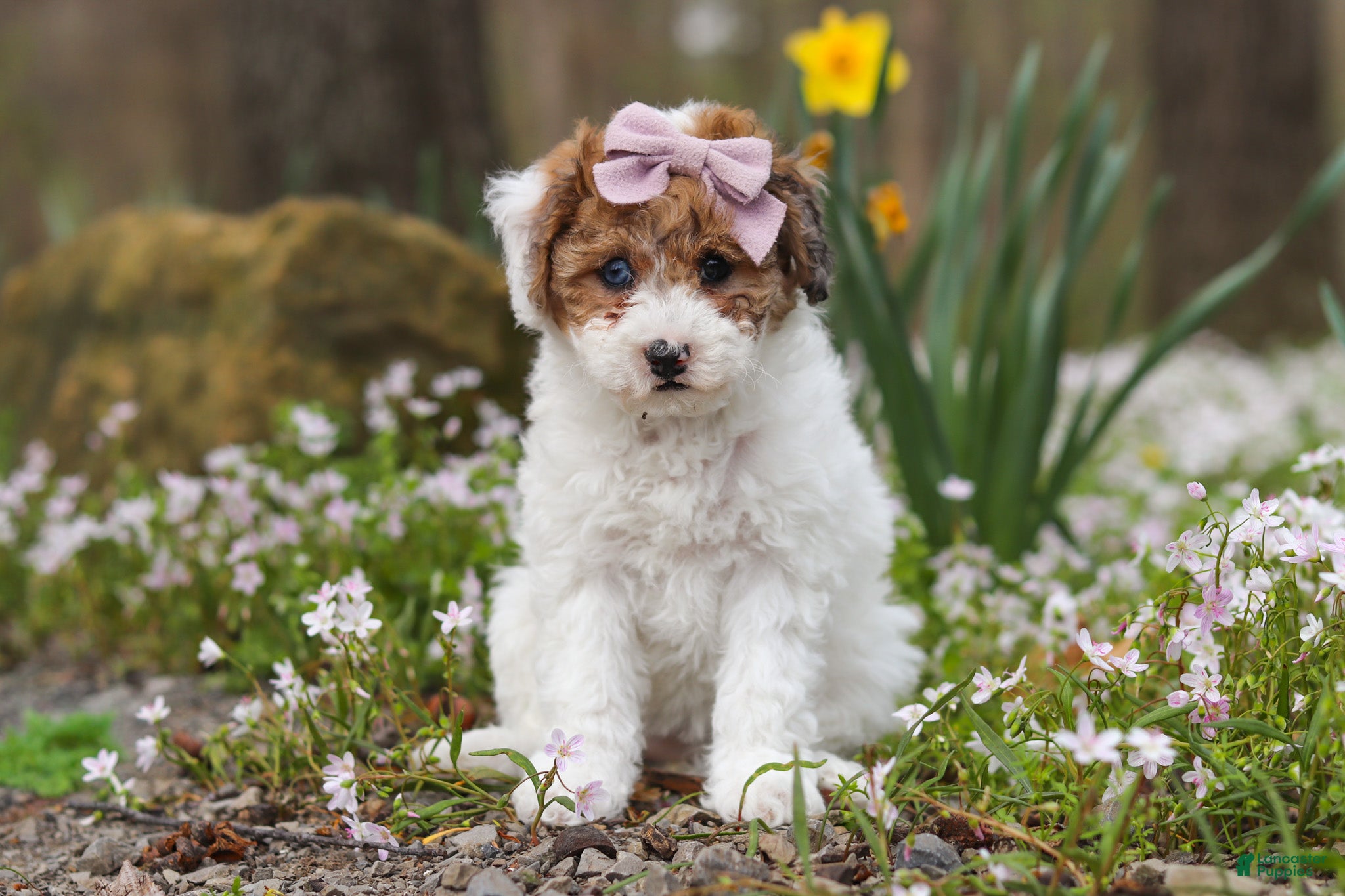 Bichpoo dogs Sandy - Ad 1