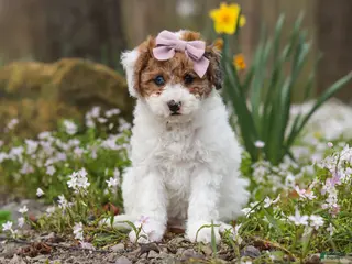 Bichpoo dogs for sale: Sandy - Ad 4