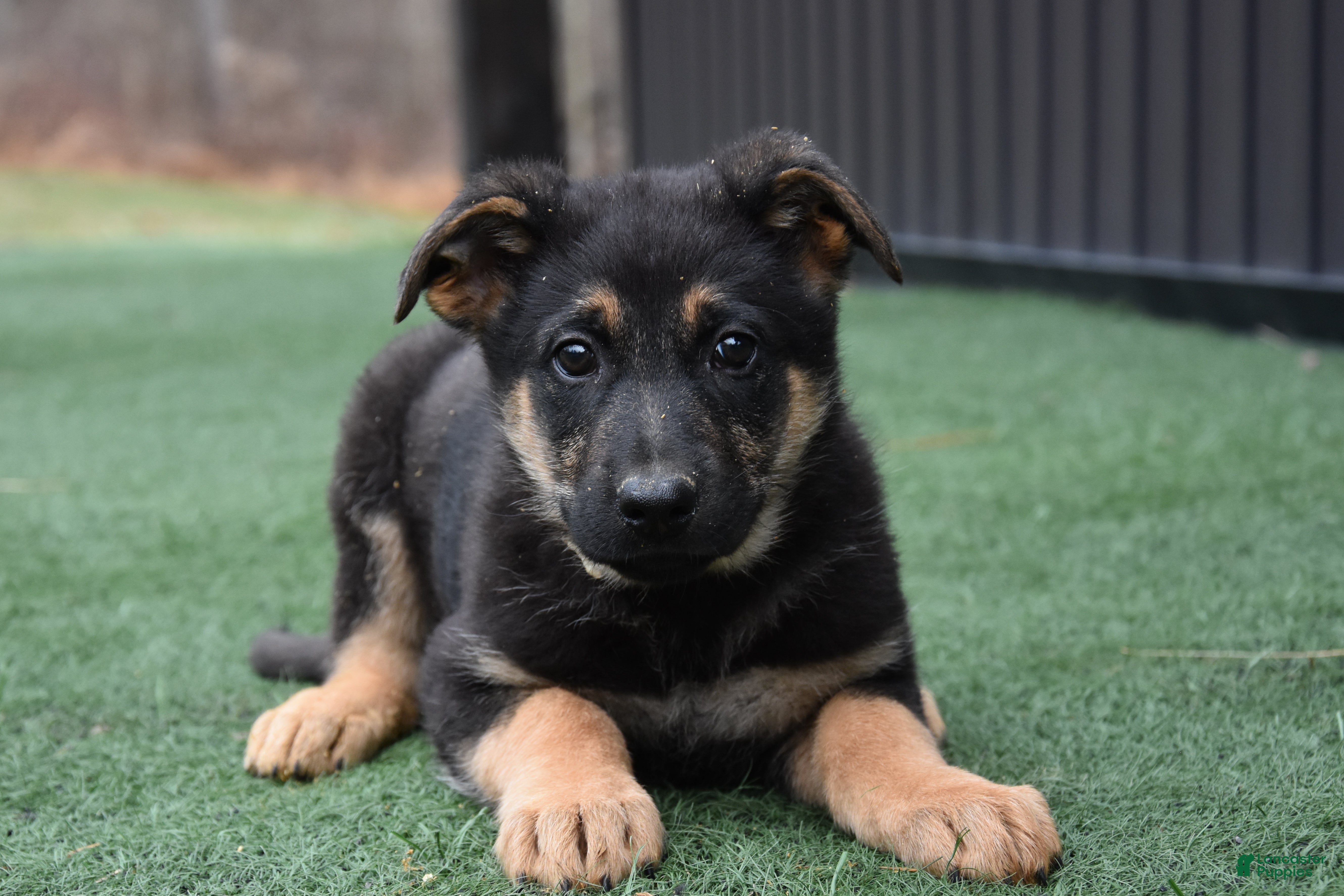 German Shepherd dogs Leah - Ad 9