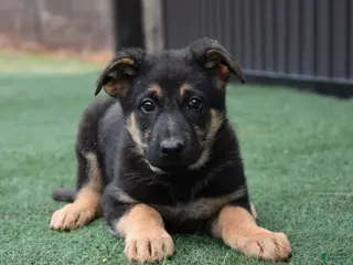 German Shepherd dogs Leah - Ad 25