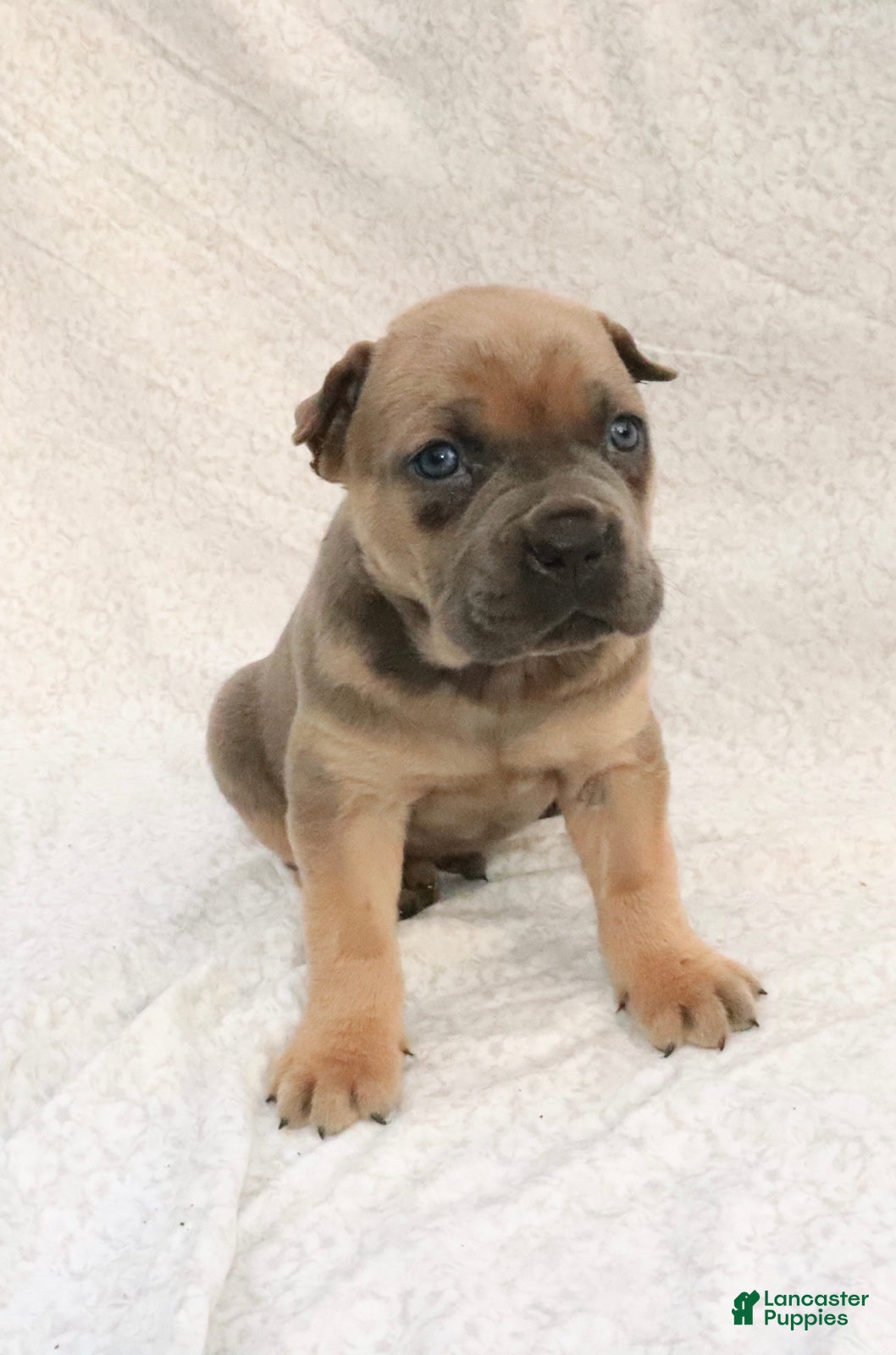 Cane Corso dogs Rex - Ad 1