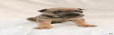 Rex