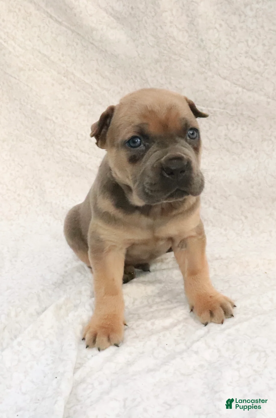 Cane Corso dogs for sale: Rex - Ad 1