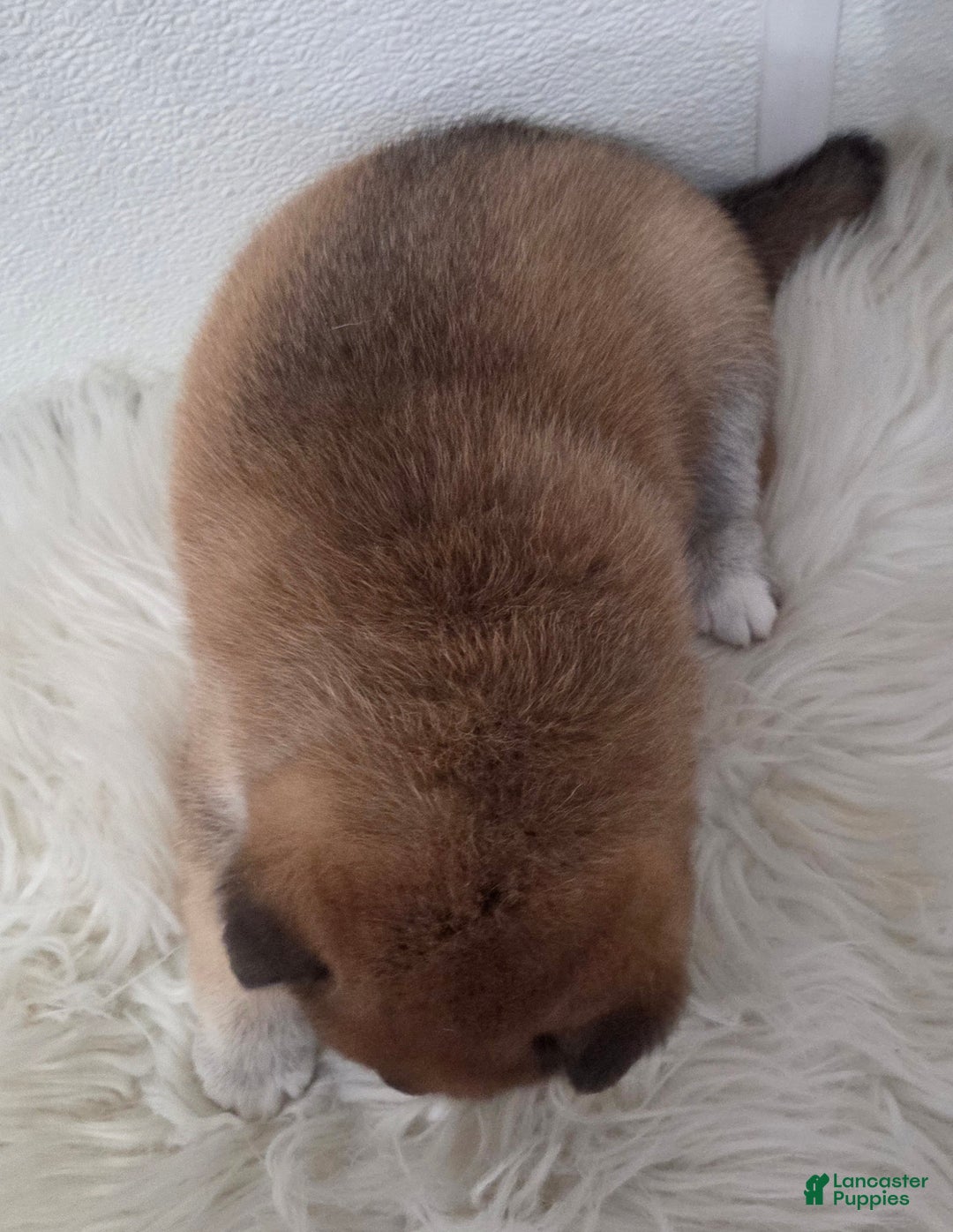 Shiba Inu dogs for sale: Anya - Ad 4