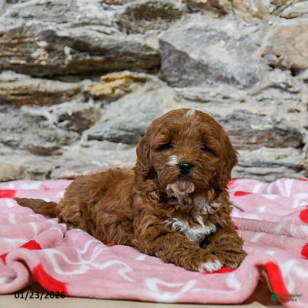Mini Goldendoodle dogs for sale: Cody - Ad 4