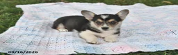 Welsh Corgi Pembroke dogs for sale: Andy - Ad 4