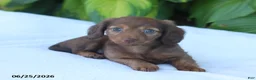 Miniature Dachshund dogs for sale: Tina - Ad 4