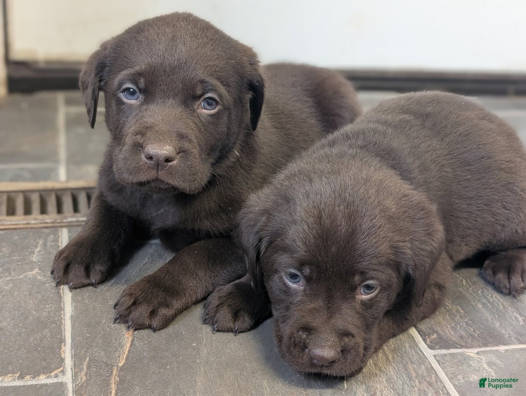 Labrador Retriever dogs for sale: Moose - Ad 2