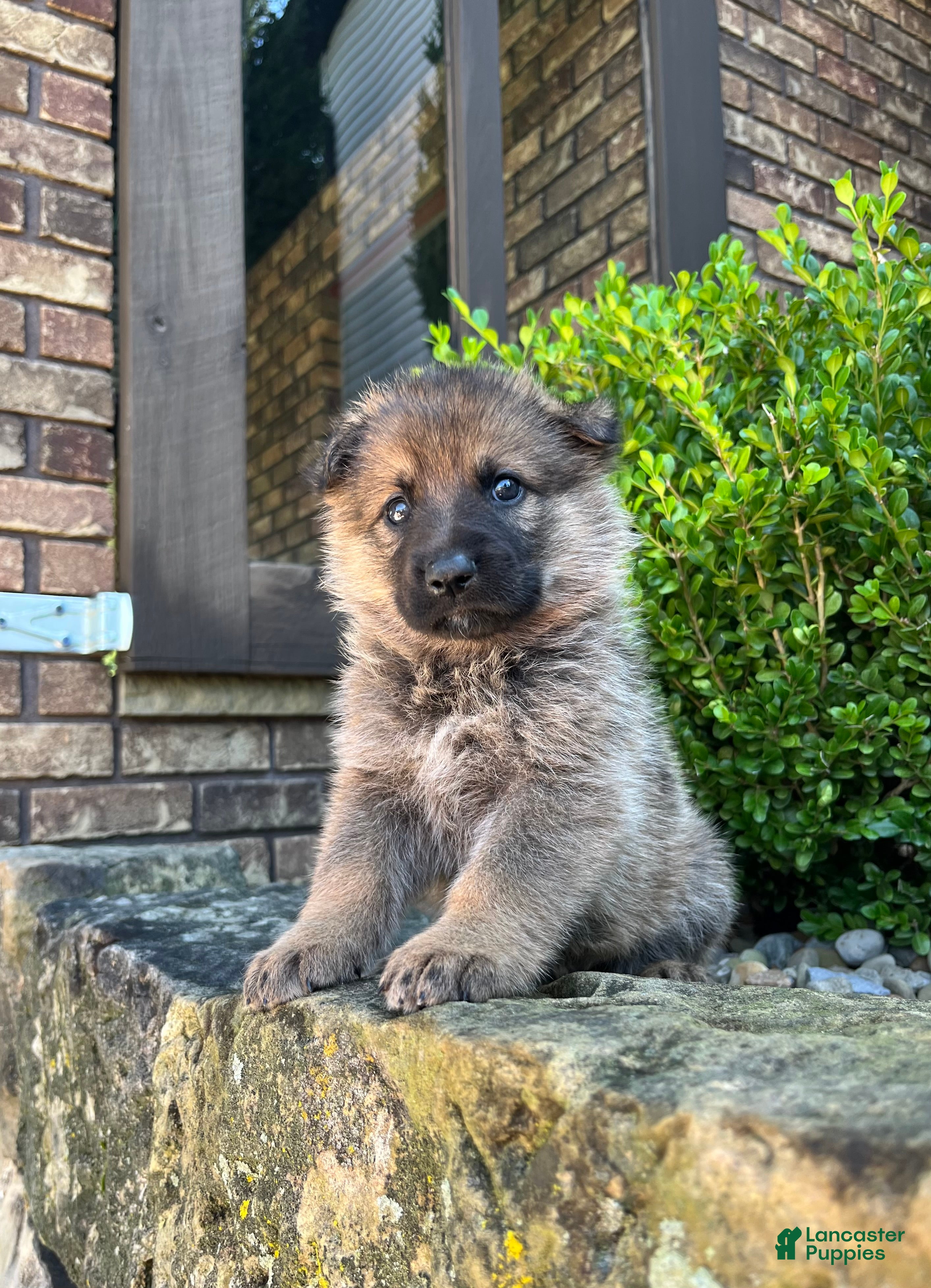 German Shepherd dogs Tori - Ad 1