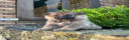 German Shepherd dogs for sale: Tori - Ad 1