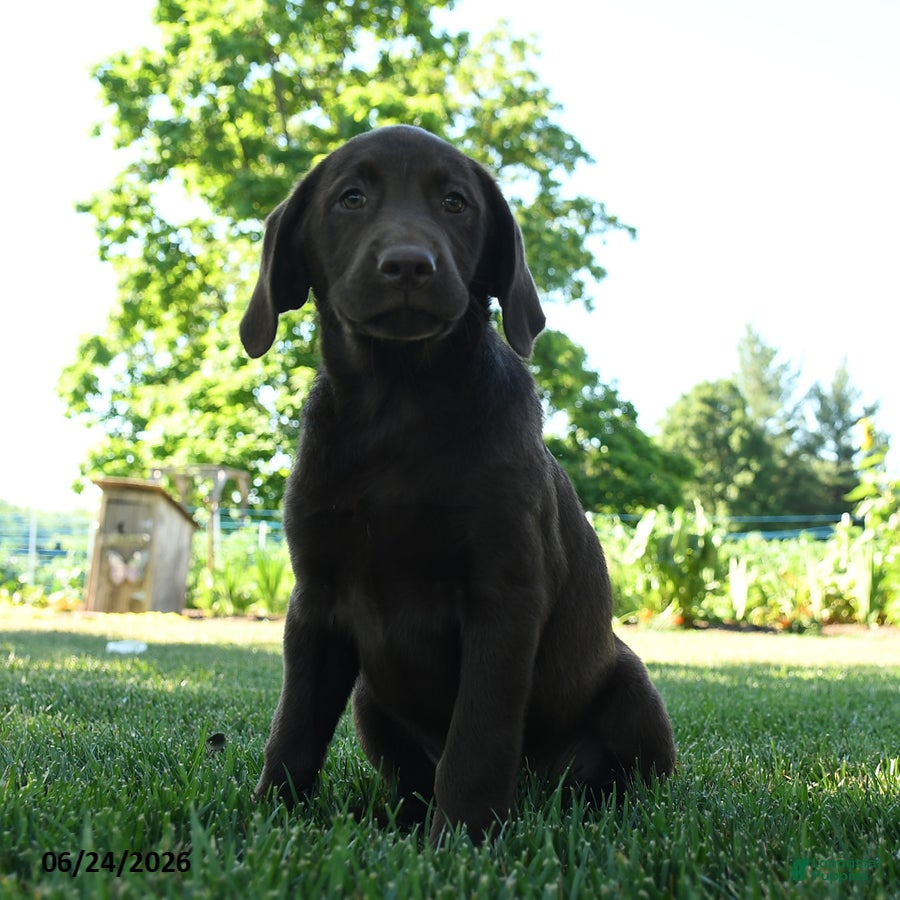 Labrador Retriever dogs Liberty  - Ad 1